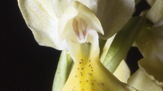 orchis pauciflora